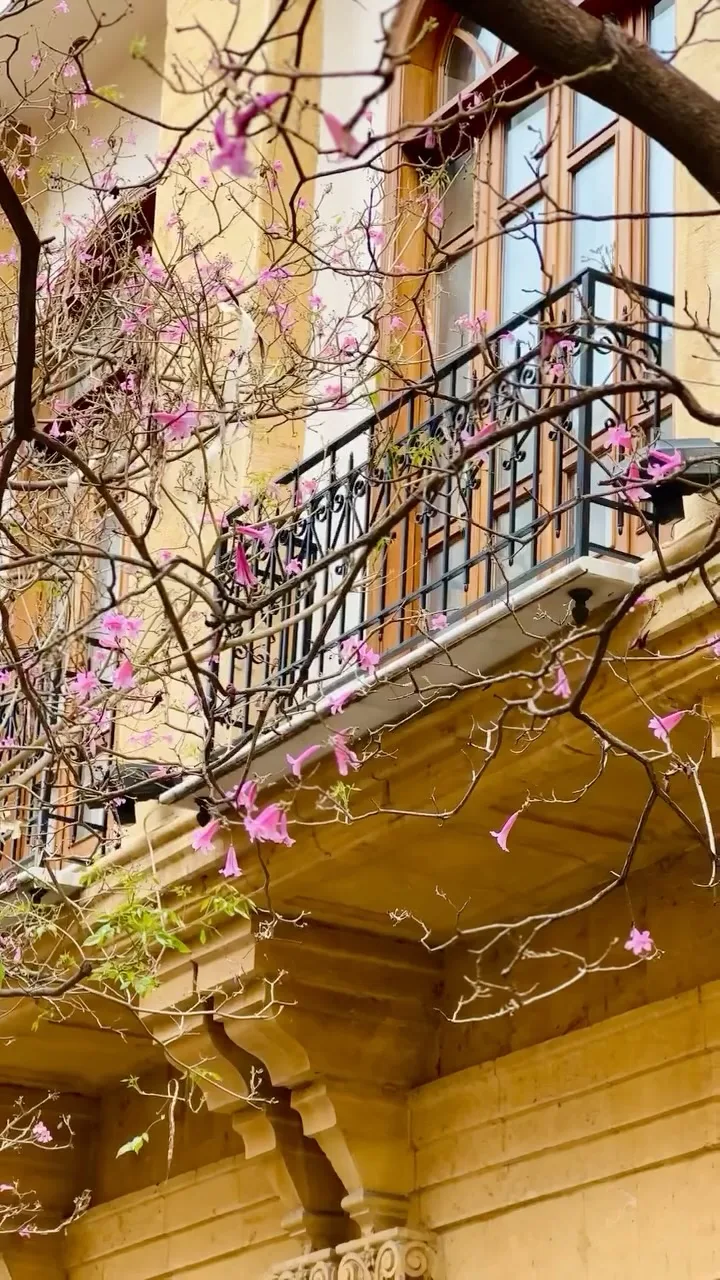 Spring blossom against a historic Downtown Beirut balcony